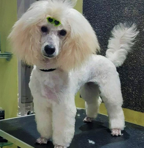 LOLA